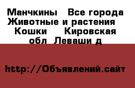 Манчкины - Все города Животные и растения » Кошки   . Кировская обл.,Леваши д.